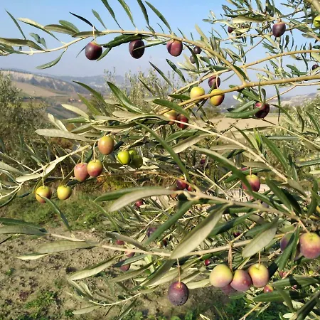 Farma I Custodi Dell'uliveto Brisighella
